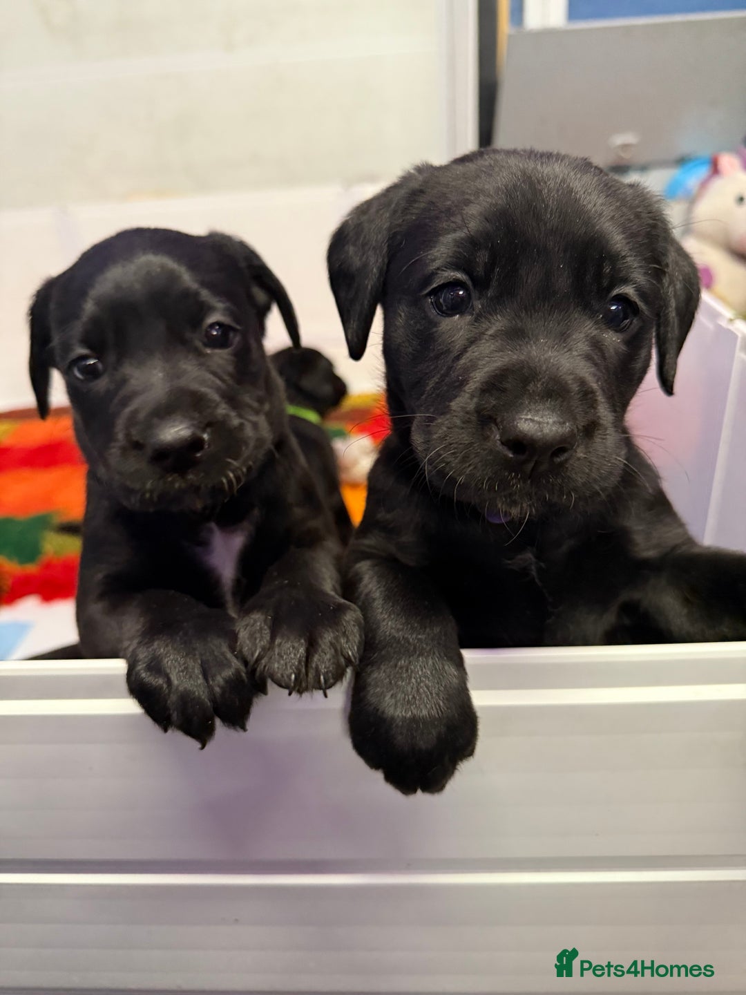 Labrador Retriever dogs for sale: Black pedigree Labradors only 3 girls available  - Image 3