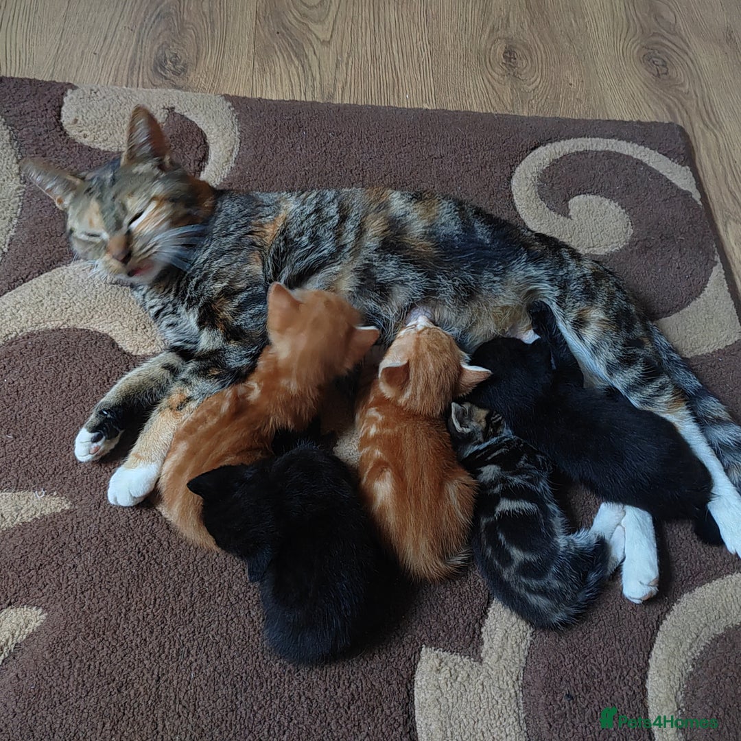 Mixed Breed cats for sale: Lovely kittens  - Image 11