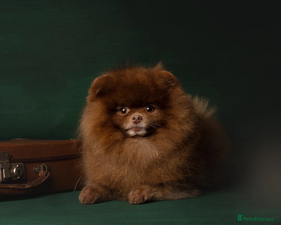 Pomeranian dogs for stud: 1.8kg Tiny Choco Carry Tan Blue Lilac DNA tested in Rotherham - Advert 7