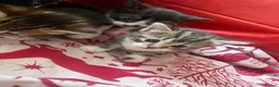 British Shorthair cats for sale: 4 rescue kittens  in Southall - Advert 7