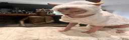 Sphynx cats for sale: Canadian Sphinx kittens  - Advert 2