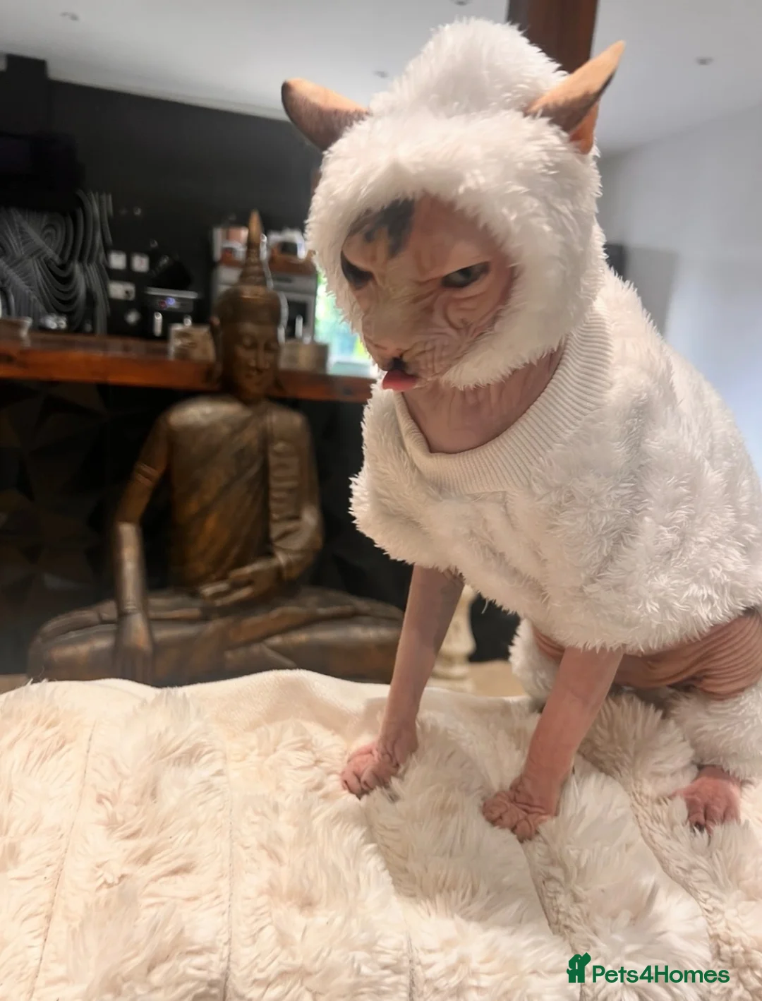 Sphynx cats for sale: Canadian Sphinx kittens  - Advert 2