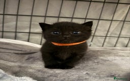 British Shorthair cats for sale: British blue shorthair  - Image 2
