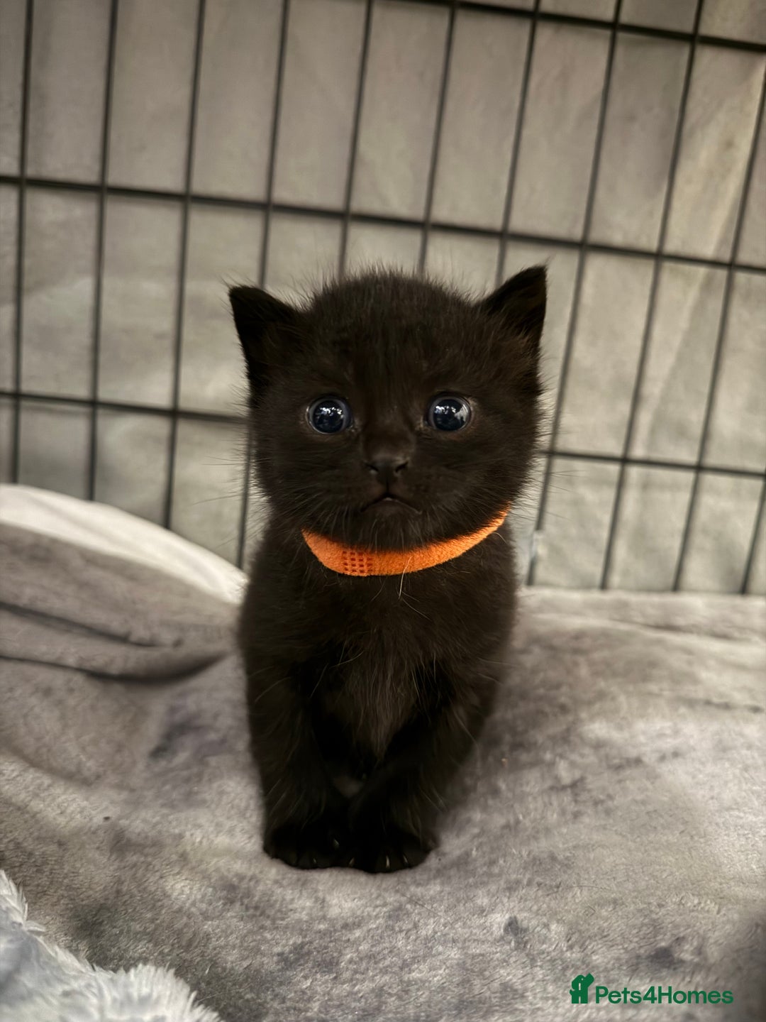 British Shorthair cats for sale: British blue shorthair  - Image 2