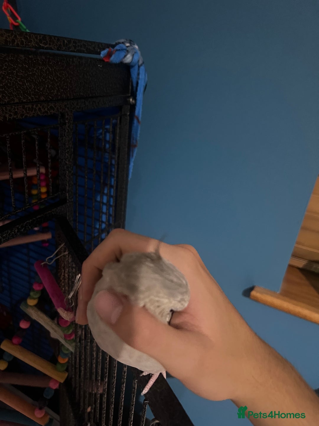 Cockatiels birds for sale: Extremely tame female pearl cockatiel  - Image 3