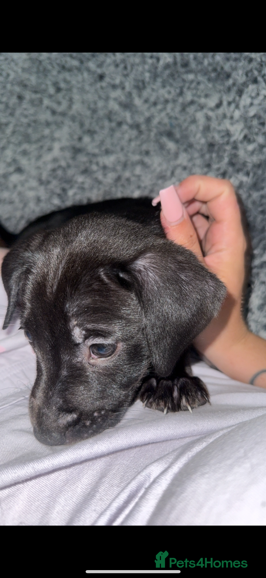 Mixed Breed dogs for sale: Labrador cross  - Image 6