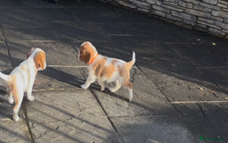 Cavalier King Charles Spaniel dogs for sale: Cavalier King Charles  - Image 8