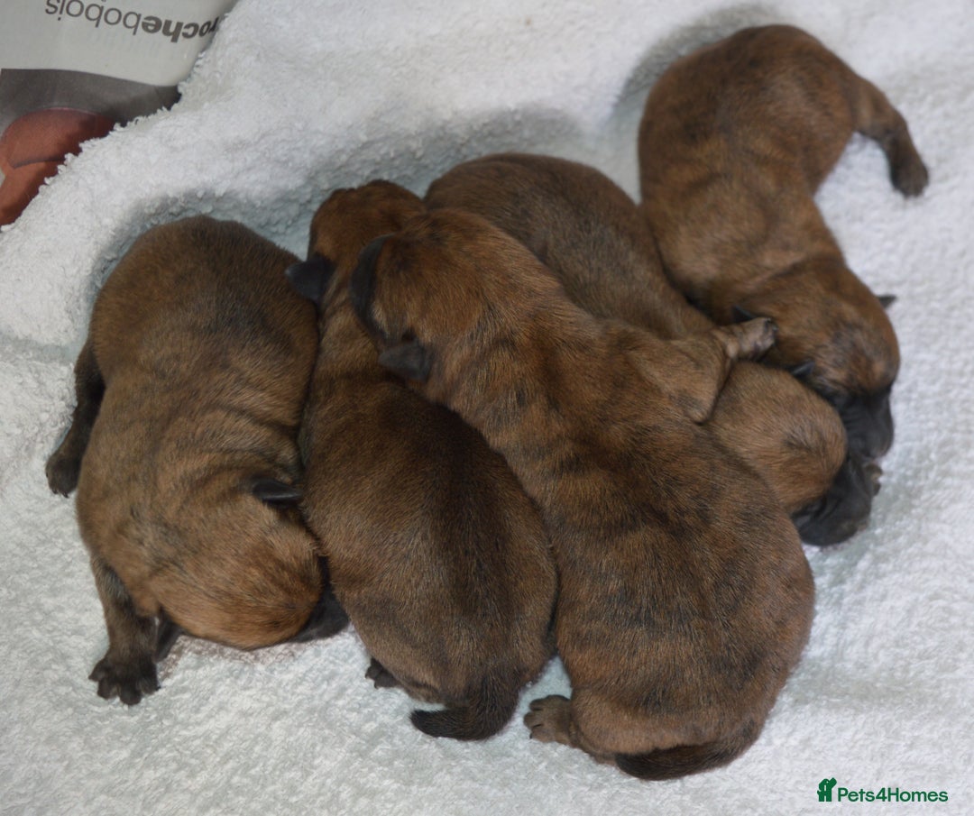 Cairn Terrier dogs for sale: GORGEOUS CAIRN TERRIER PUPPYS - Image 9