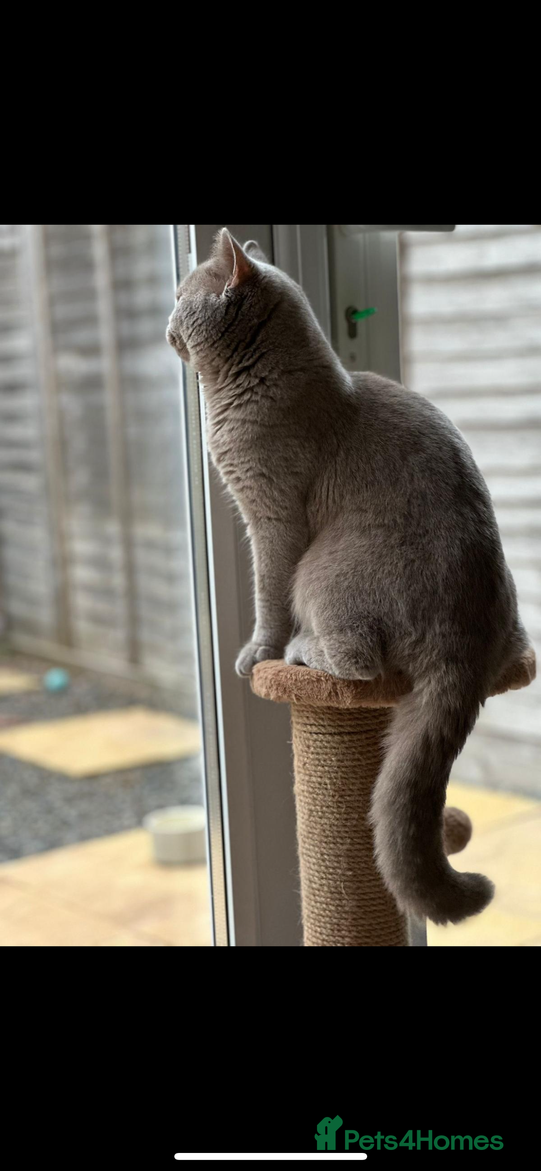 British Shorthair cats for sale: Male British shorthair cat - Advert 1