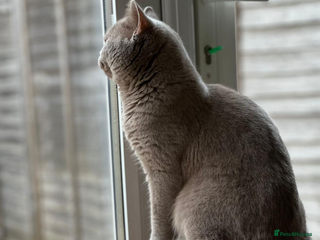 British Shorthair cats Male British shorthair cat - Advert 1