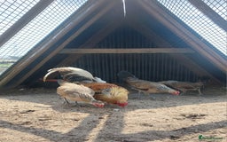 Chickens poultry for sale: Quad of Dom American Game Birds - Image 6