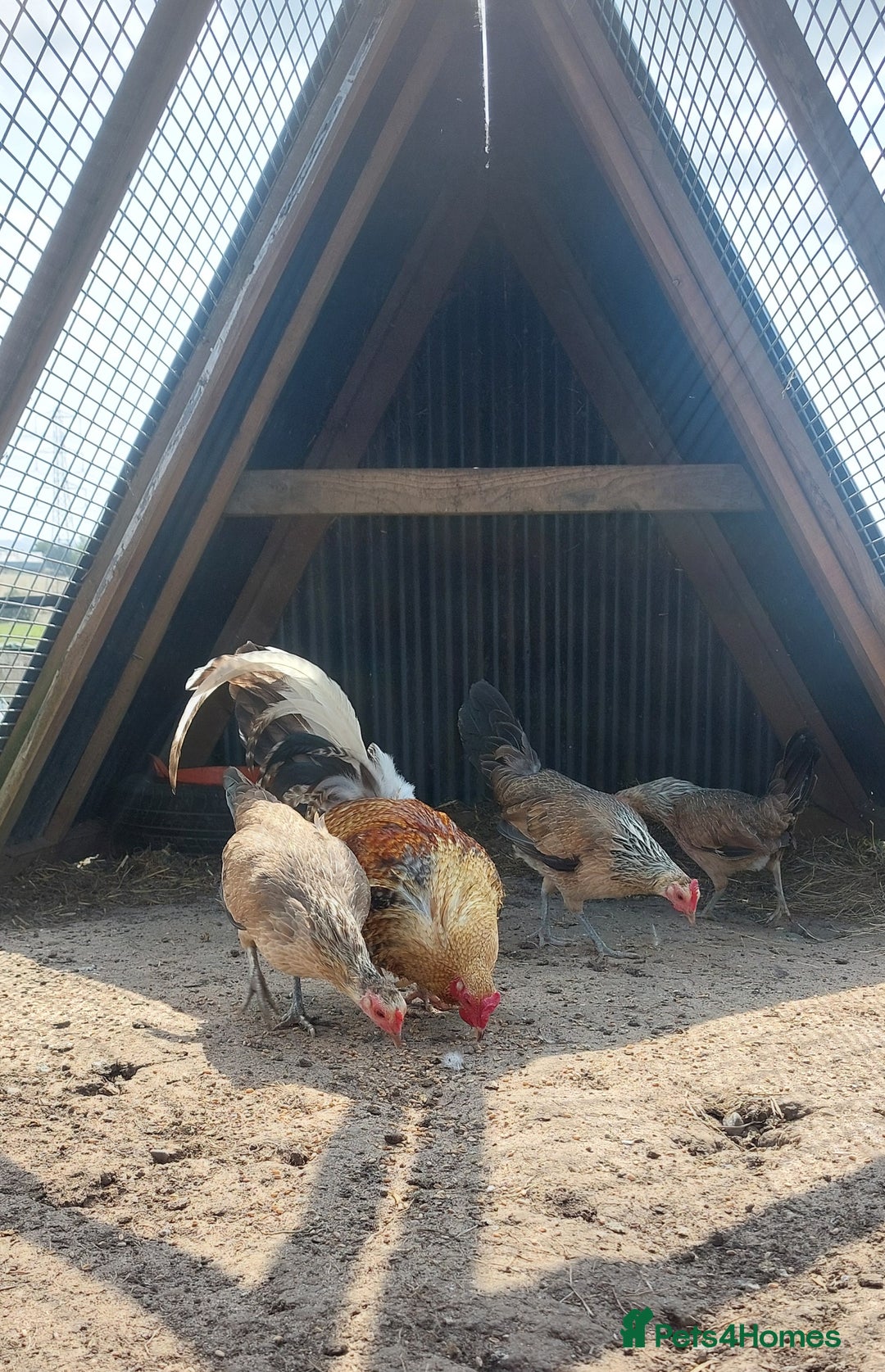 Chickens poultry for sale: Quad of Dom American Game Birds - Image 6