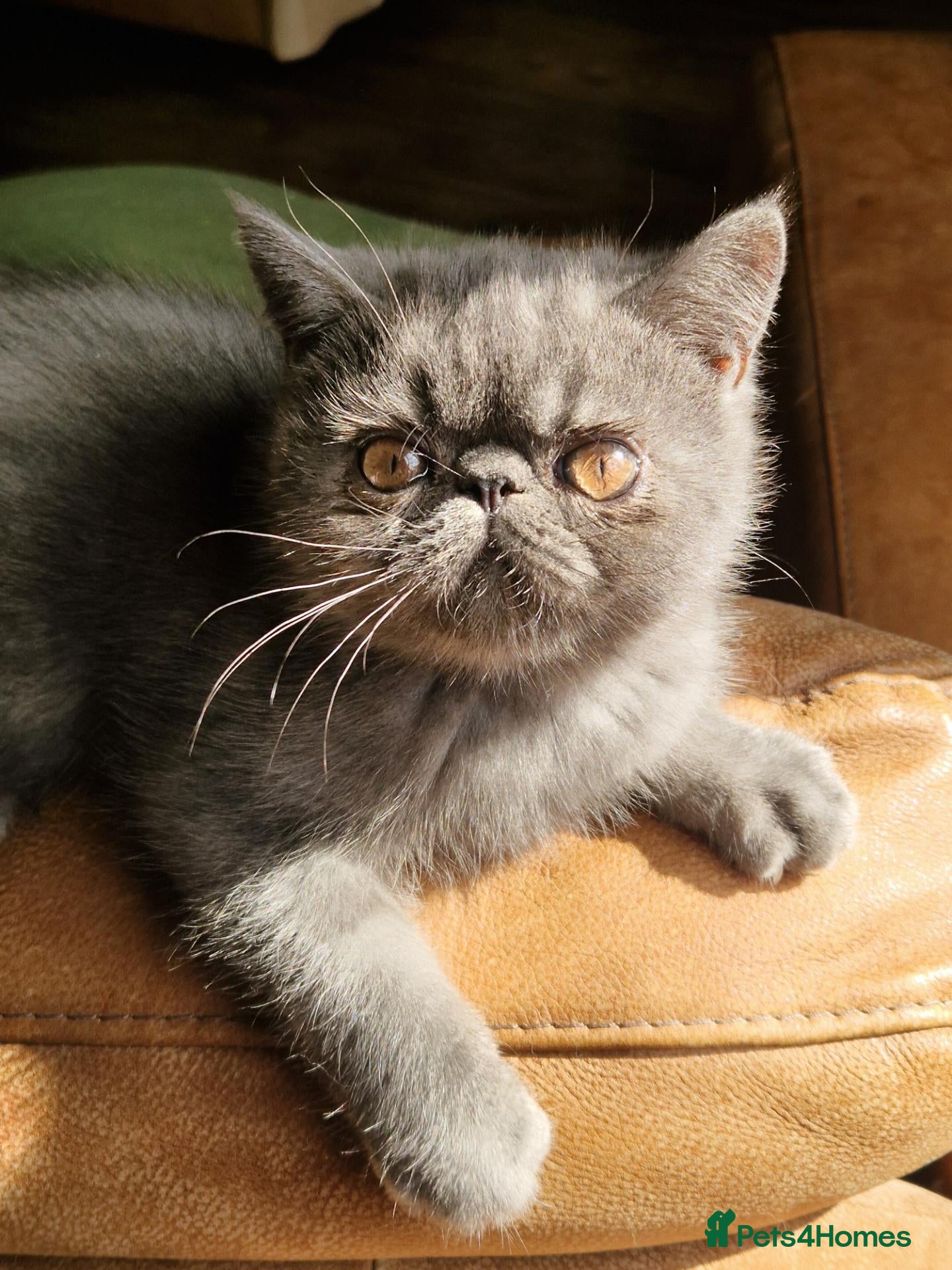 Persian cats Blue Persian exotic  - Advert 10