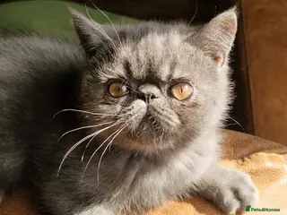 Persian cats Blue Persian exotic - Advert 10
