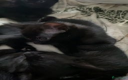Mixed Breed cats for sale: Looking for forever homes - Image 5