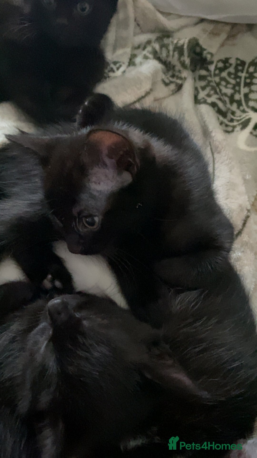 Mixed Breed cats for sale: Looking for forever homes - Image 5
