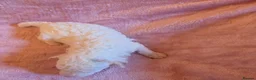 Toy Poodle dogs for sale: 🐩 Gorgeous Toy Poodle pups 🐩  - Advert 12