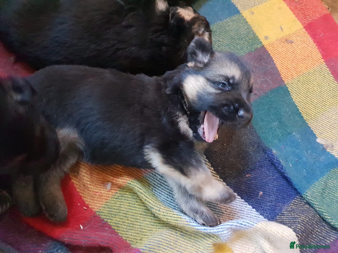 German Shepherd dogs for sale: German shepherd puppies - Advert 5