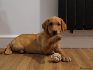 Labrador Retriever dogs Stunning KC Fox Red & Yellow Labrador Puppies - Advert 3