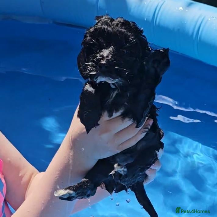 Mixed Breed dogs 🐾✨ Beautiful F2 Cockapoo Puppies Ready £995 ✨🐾  - Advert 1