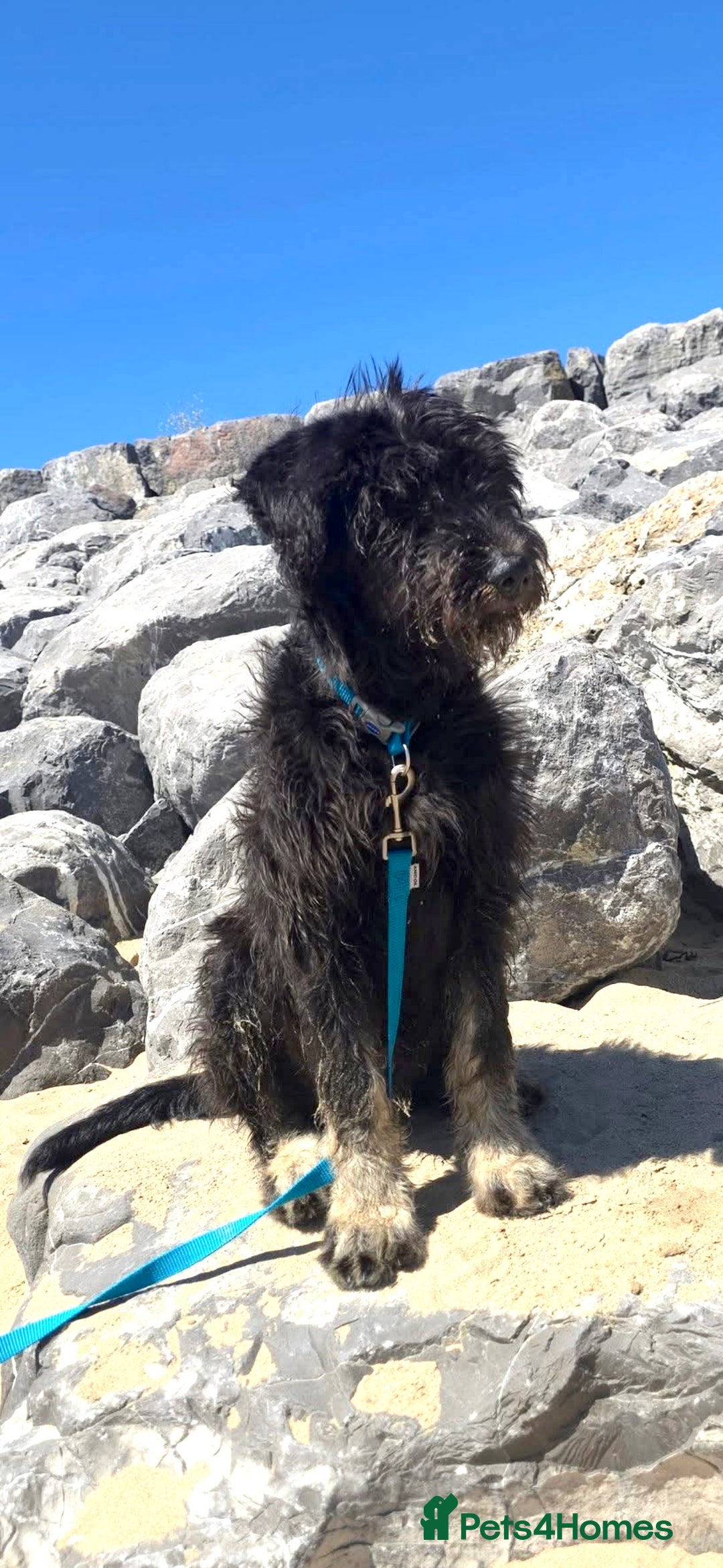 Mixed Breed dogs for sale: 10 month huskydoodle - Advert 4