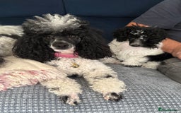 Toy Poodle dogs for sale: REDUCED 1 beautiful boy left  - Image 7