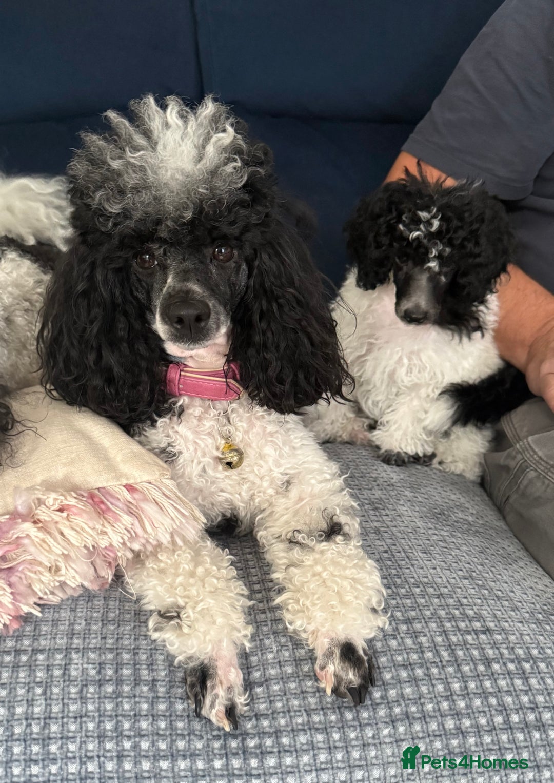 Toy Poodle dogs for sale: REDUCED 1 beautiful boy left  - Image 7