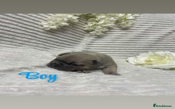 French Bulldog dogs for sale: 🐾 French Bulldog Puppies, Lola & Luna Litters 🐾 - Image 7