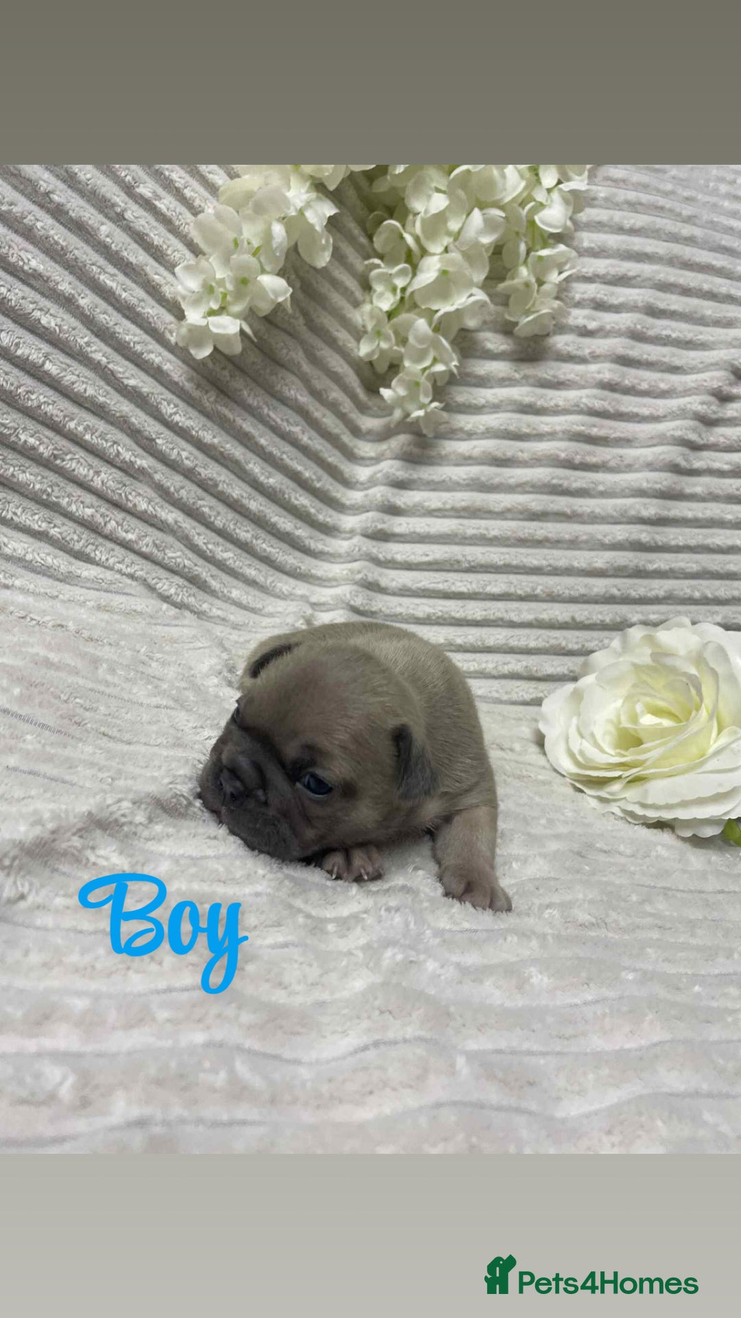 French Bulldog dogs for sale: 🐾 French Bulldog Puppies, Lola & Luna Litters 🐾 - Image 7