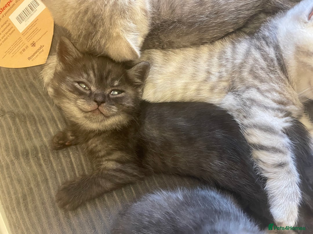 British Shorthair cats for sale: Rare Black Smoke female kitten - Advert 7