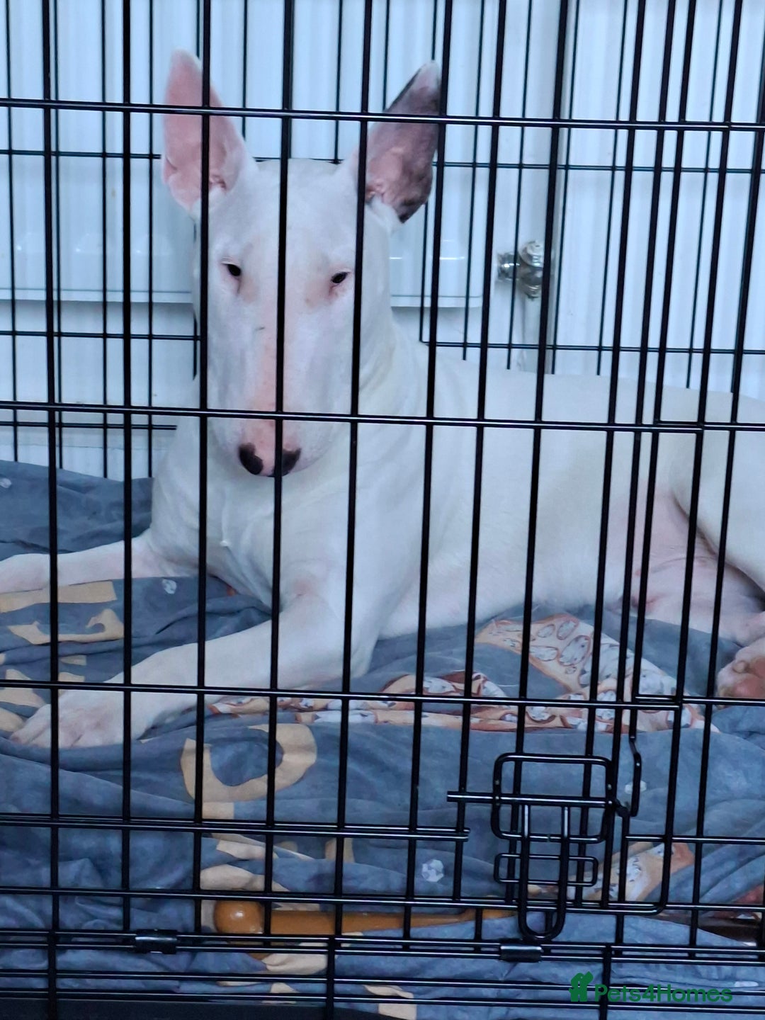 English Bull Terrier dogs for sale: 7 month old english bull terrier  - Advert 4