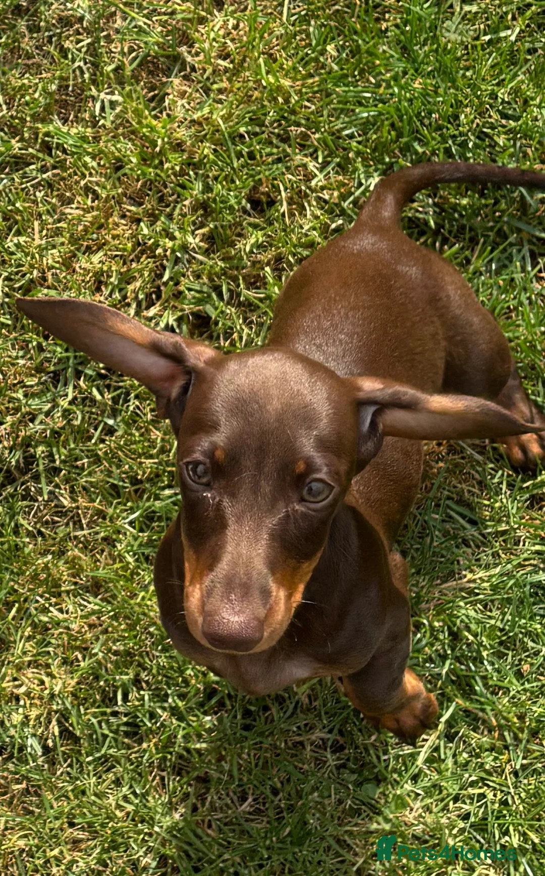 Miniature Dachshund dogs for sale: 2 year old Mini Dachshund  - Advert 2