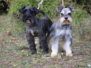 Miniature Schnauzer dogs - Advert 7