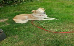 Mixed Breed dogs for adoption: 😎Zuko😎 for adoption, fostered in DONCASTER - Image 5