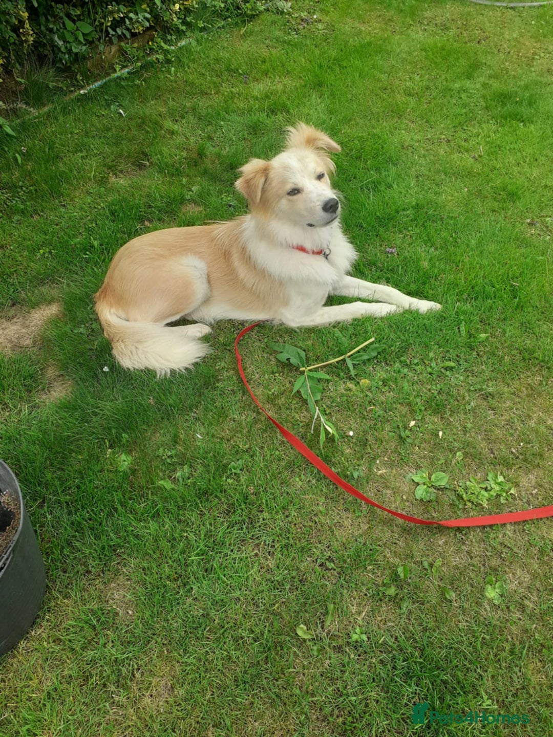 Mixed Breed dogs for adoption: 😎Zuko😎 for adoption, fostered in DONCASTER - Image 5