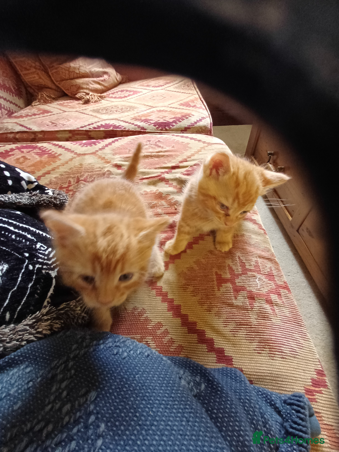 European cats for sale: 4 Adorable Kittens😻 Ready for Loving homes - Image 6