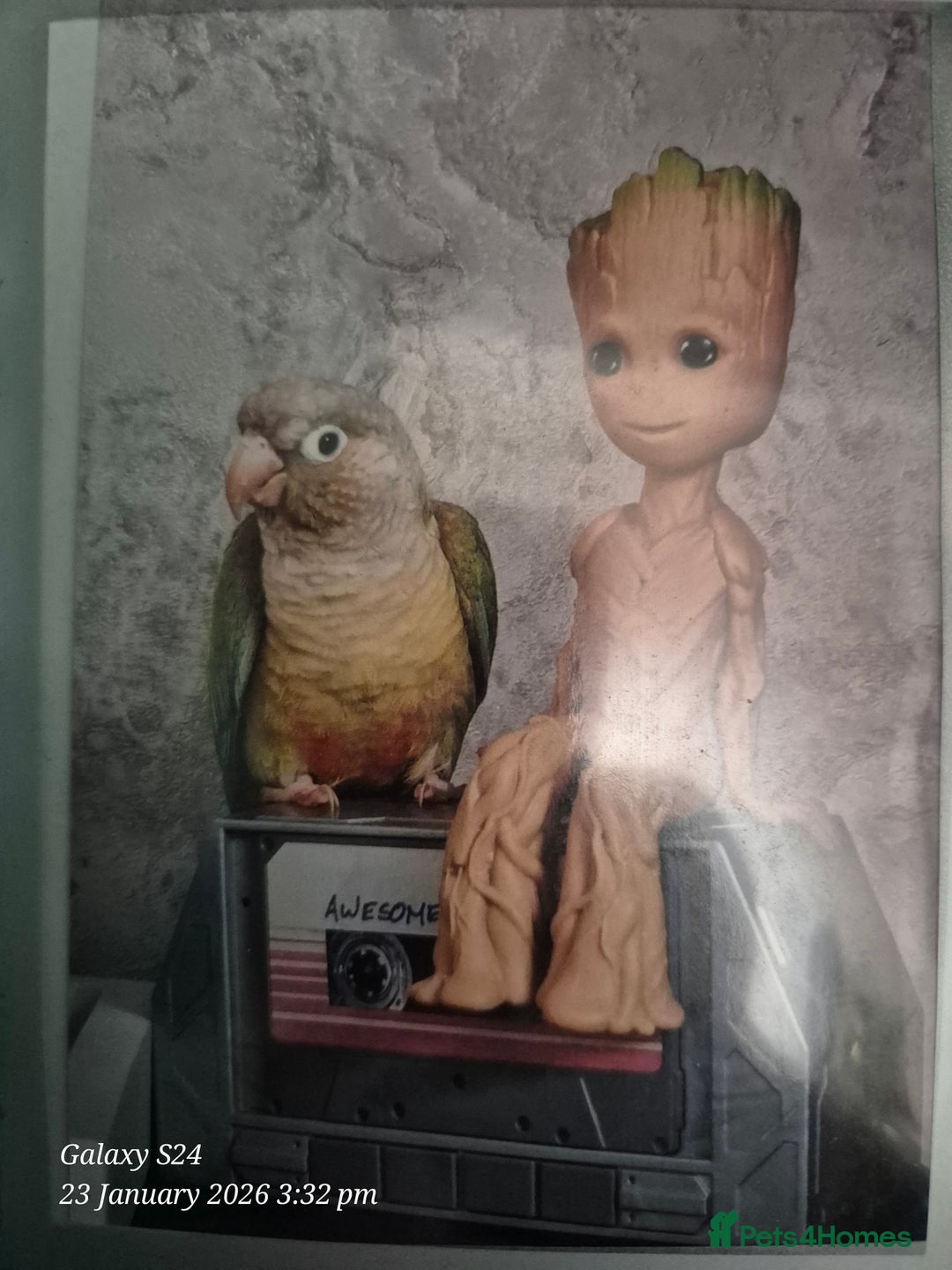 Conures birds for sale: Green Cheek Conure - Advert 2