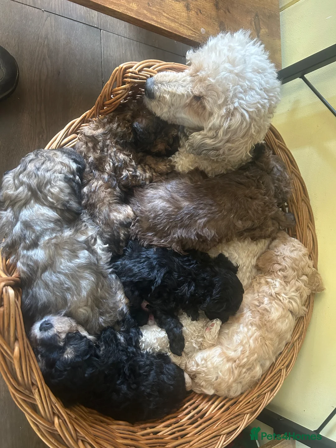 Poodle dogs for sale: Poodle puppies  - Advert 6