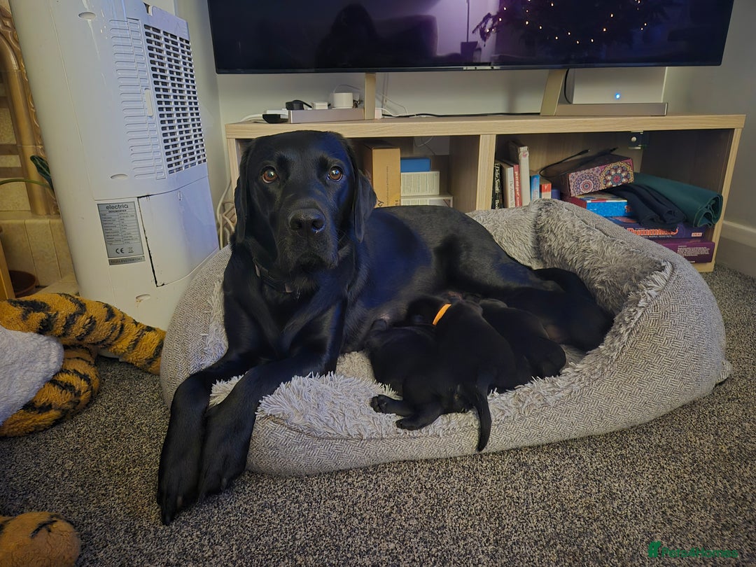 Labrador Retriever dogs for sale: Beautiful Puppies Looking for Loving Homes - Advert 11