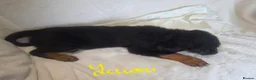 Rottweiler dogs for sale: Rottweiler puppies  READY TO GO  in Newcastle upon Tyne - Advert 14