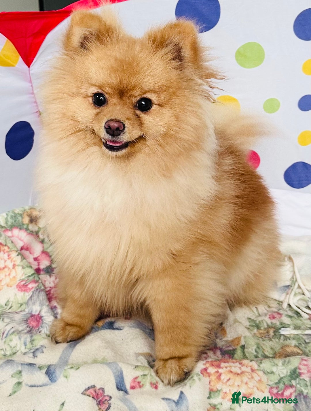 Pomeranian dogs for sale: Lovely Pomeranian puppies  in Sudbury - Advert 6