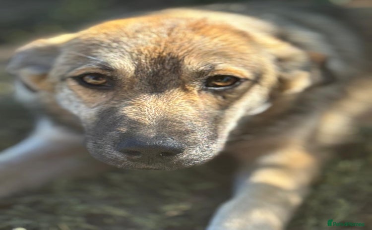 Mixed Breed dogs - Advert 11