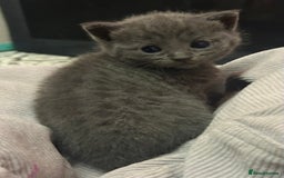 Russian Blue cats for sale: Two beautiful girl Russian blues 🫶 - Image 8