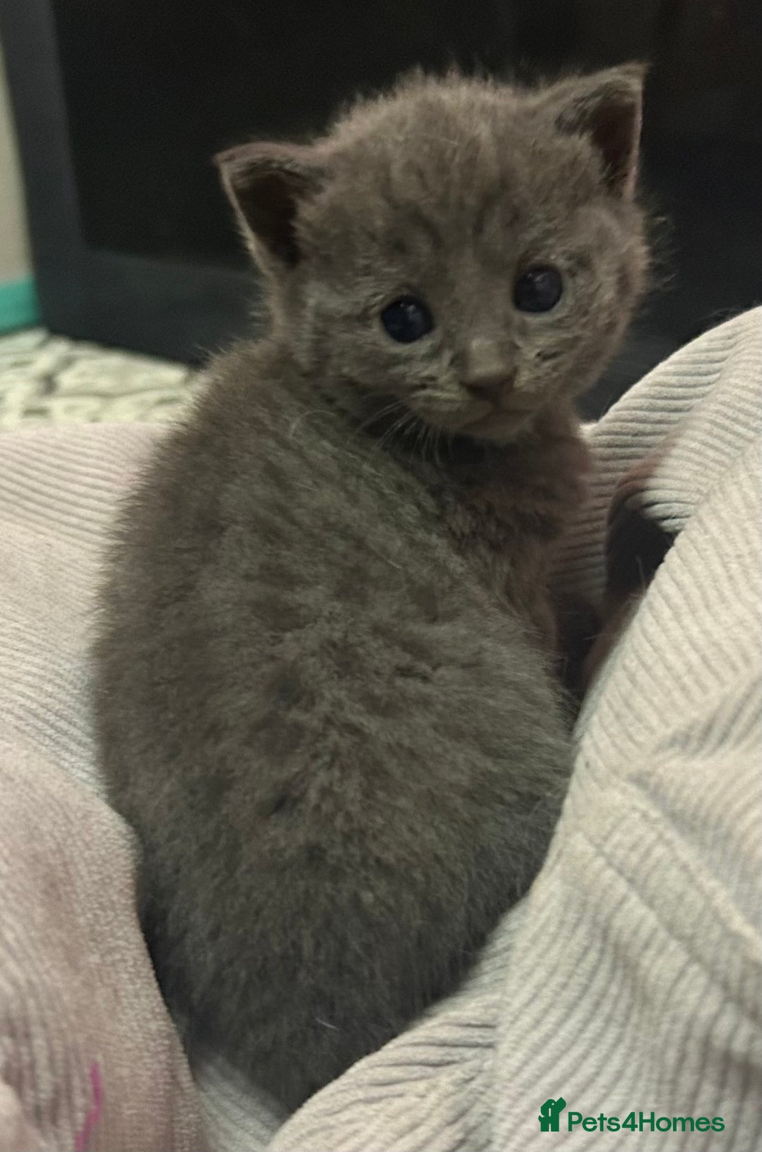 Russian Blue cats for sale: Two beautiful girl Russian blues 🫶 - Image 8
