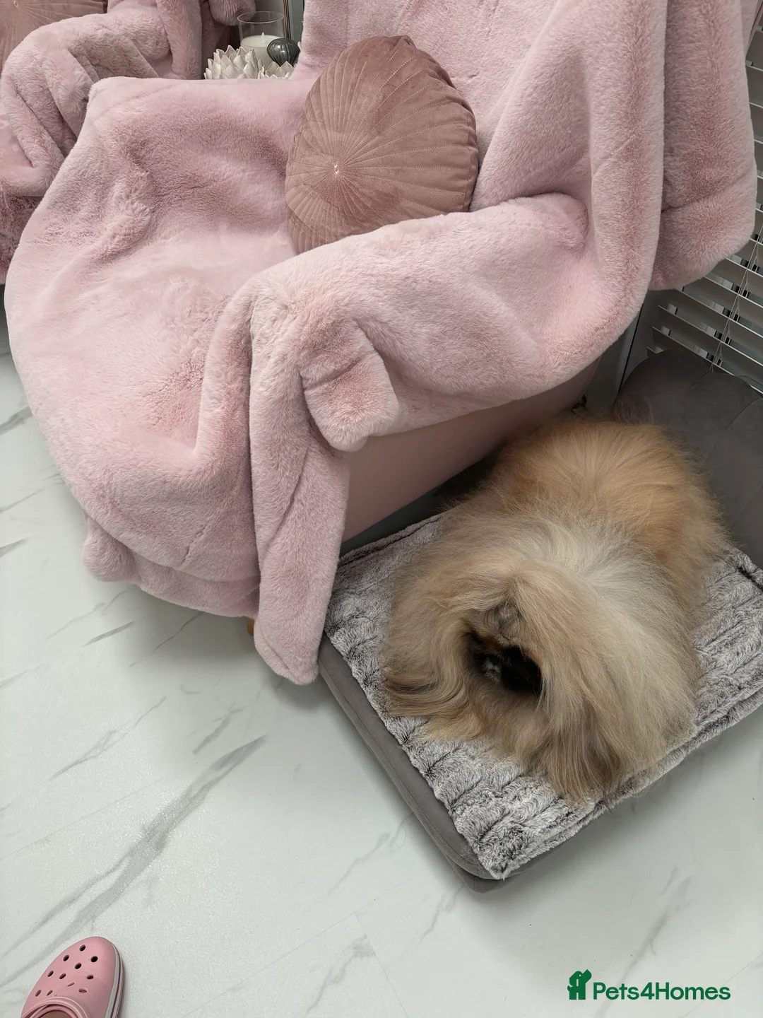 Pekingese dogs for stud: Kc registered Pekingese for stud duties in Truro - Advert 4