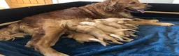 Golden Retriever dogs for sale: KC Dark Red Golden Retrievers 100% DNA Health Test - Advert 5