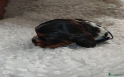Cocker Spaniel dogs for sale: Kc show cocker spaniel puppies  - Image 14