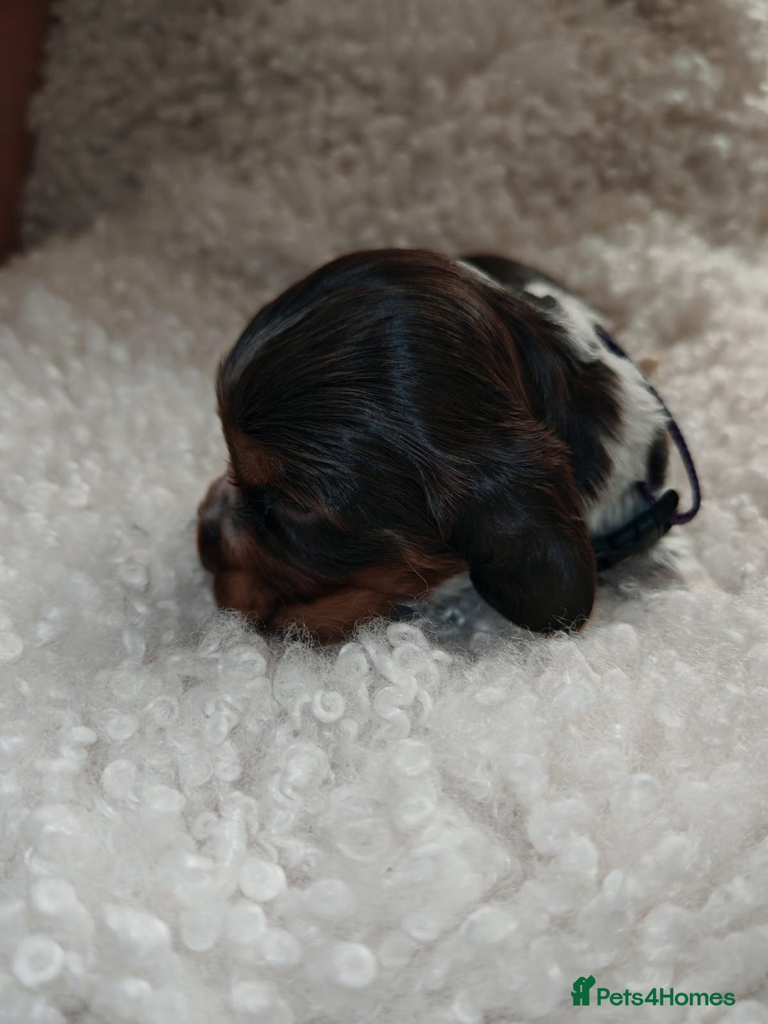 Cocker Spaniel dogs for sale: Kc show cocker spaniel puppies  - Image 14