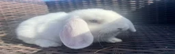 Mini Lop rabbits for sale: Beautiful Baby Mini Lops - Advert 4