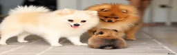 Pomeranian dogs for sale: Beautiful teddy faced female  - Advert 1